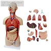 ENOVO/ Torso,85cm,Male,18-parts, Plastic Human Body Teaching Anatomical Model, 12019
