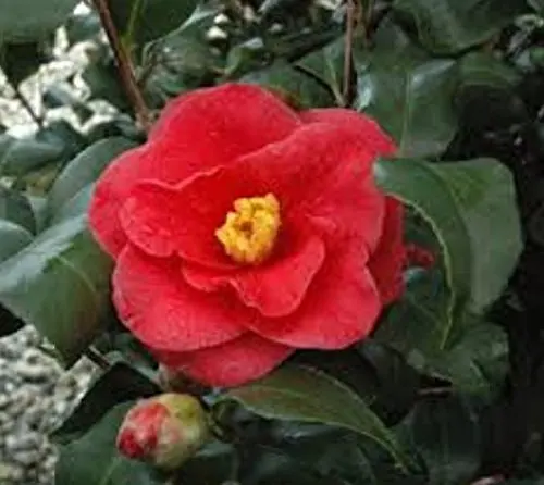 Get Quotations C2 B7 Greensboro Red Camellia Japonica Live Plant Quart Pot Get Quotations C2 B7 Greensboro Red Camellia Japonica Live Plant Quart Pot