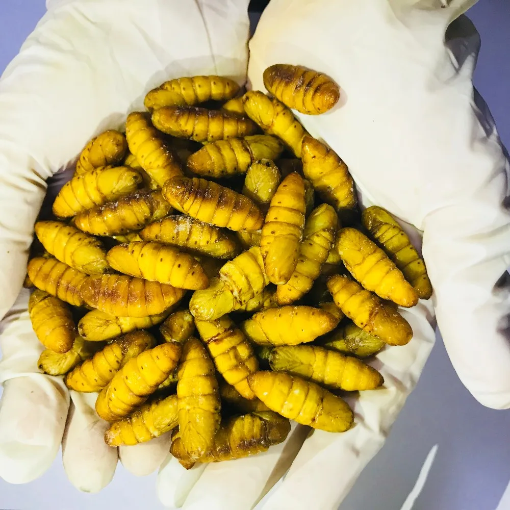 frozen gold silkworm