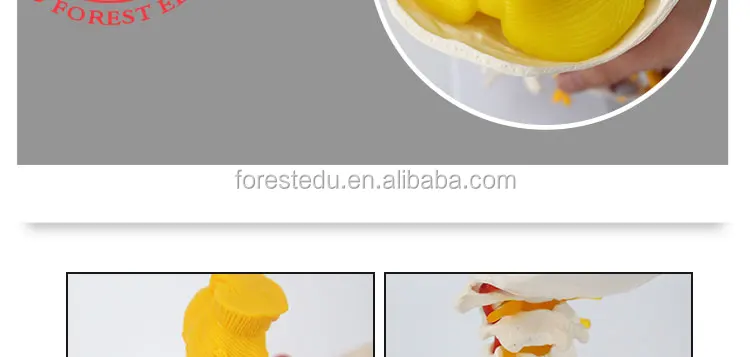 9 vertebral column.jpg