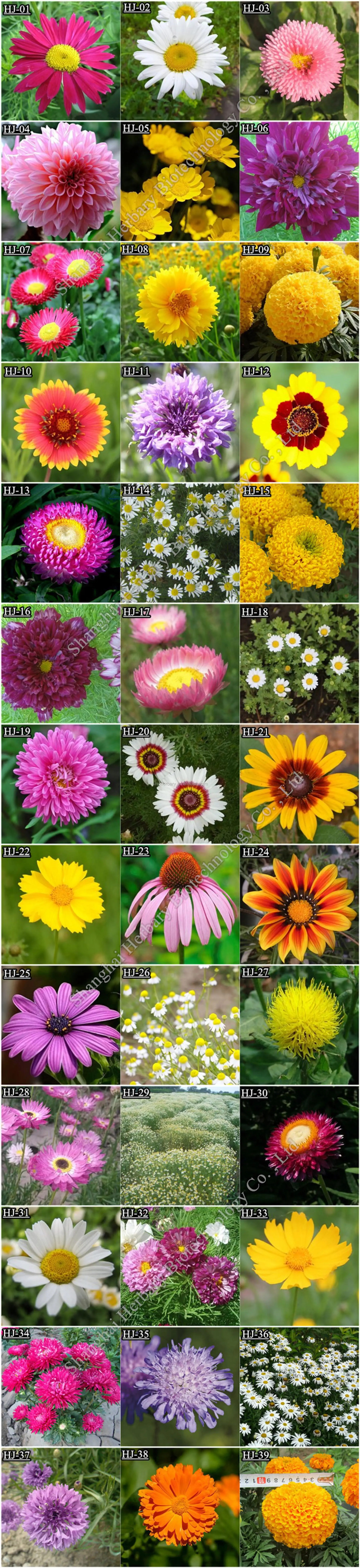 2021 No.13 Chrysanthemum Seeds Fresh Flower Seeds For Cut