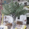 Large artificial Tree Decorative Plant Olive Tree for mall decoration