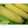 food specification frozen steamed corn