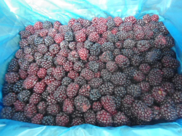 Price For Iqf/frozen Cultivate Blackberry Blackberries For Export Pass