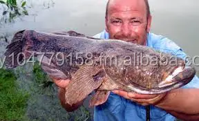 52+ Hantu Ikan HD Terbaik