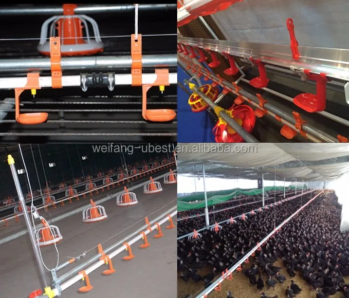 Automatic Poultry Breeding Equipment For Chicken House With Competitive ...