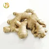 Good price of fresh ginger price per kg 2016