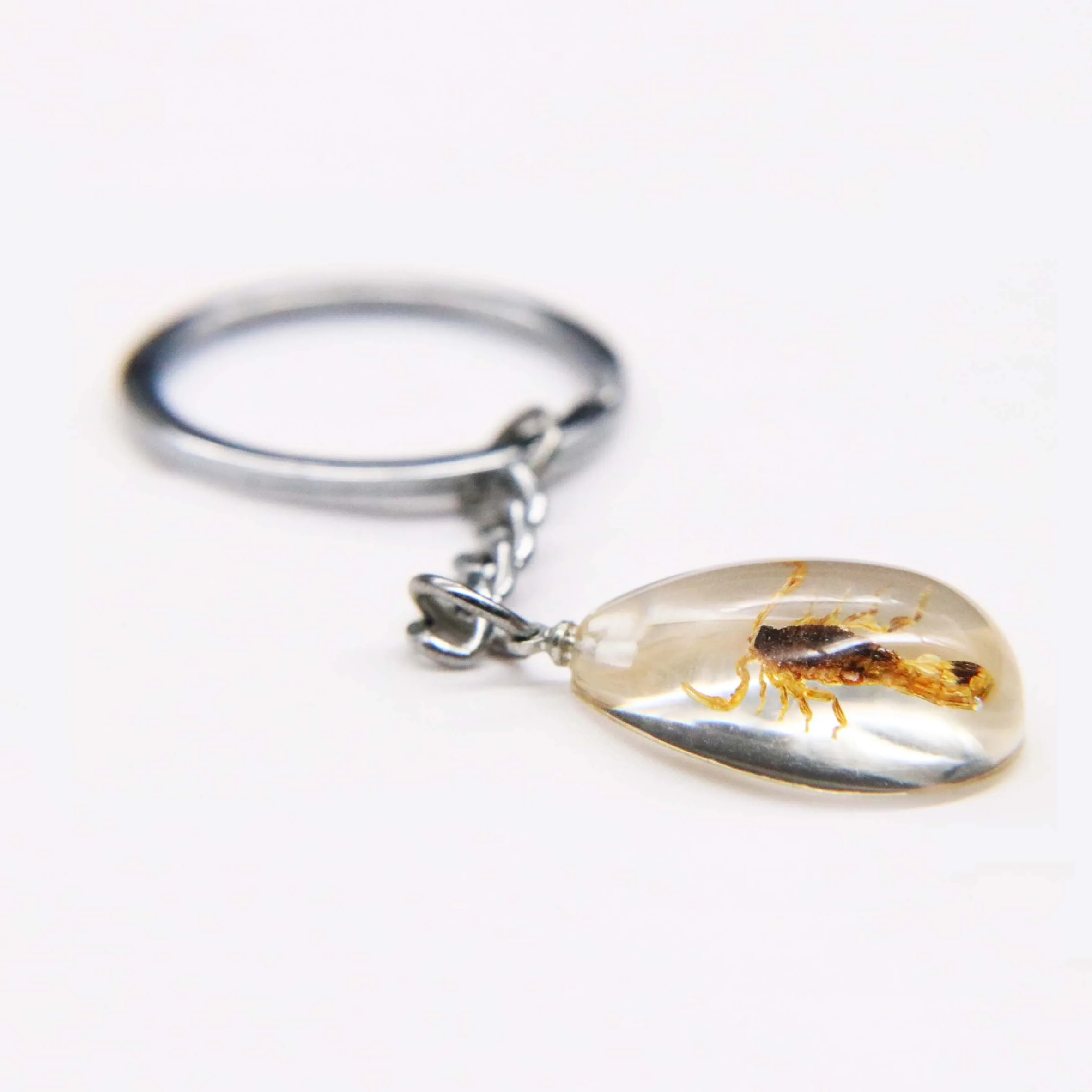 Luminous Mini Style Real Insect Fashion Key Rings| Alibaba.com