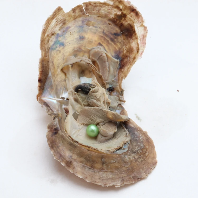 Wholesale 100pcs Oyster Pearl 6 7mm China Saltwater Cultured Akoya Pearl Oyster Shell Buy Saltwater Cultured Akoya Pearl Oyster China Pearl Oyster Shell Wholesale 100pcs Oyster Pearl 6 7mm Product On Alibaba Com
