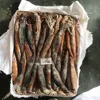 Frozen Illex Squid Under 100g