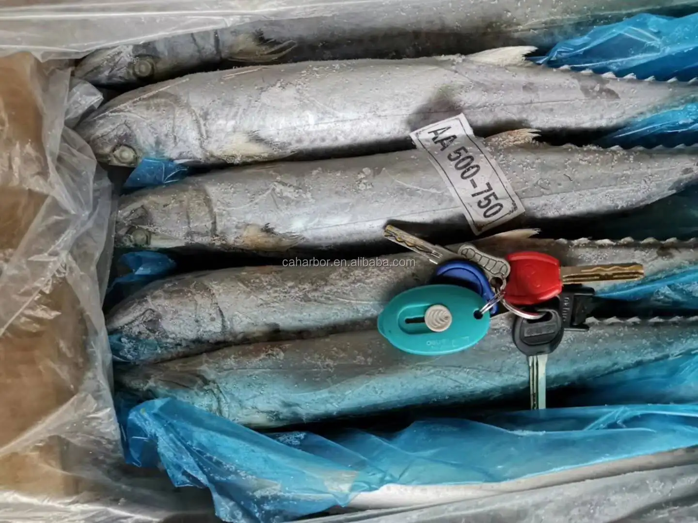 SPANISH MACKEREL (8).jpg