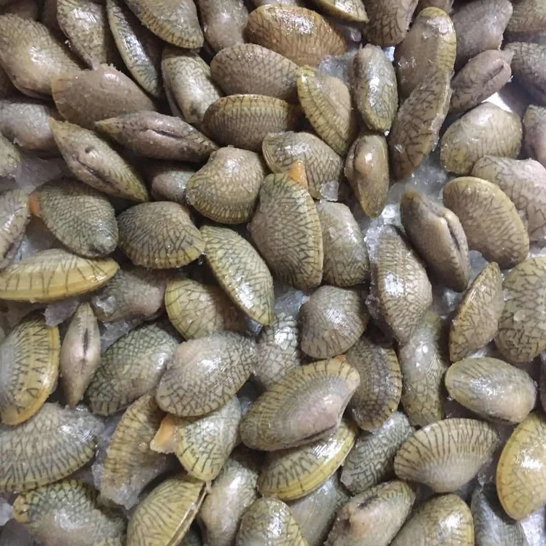 
Good Sale Frozen Oil Clams / Cooked Clam Meat Indonesia Seafood 