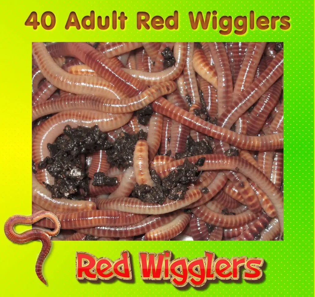 download buy red wigglers