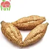 Chinese vegetable fresh arrow root on sale