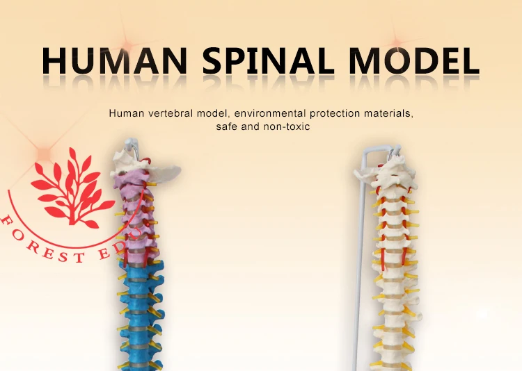 1 Anatomical model spine.jpg