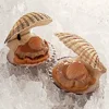 Frozen Half Shell Sea dried scallop shell different sizes for sale