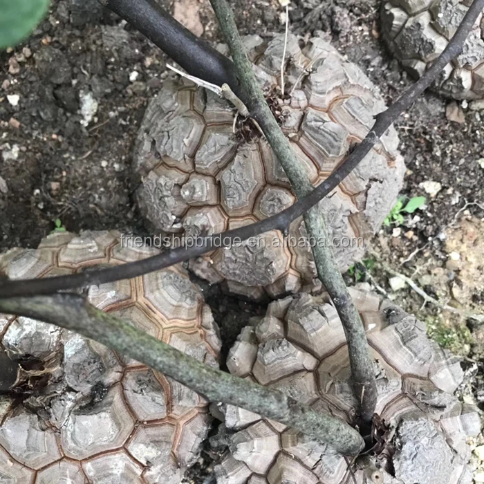 Dioscorea elephantipes (4).jpg