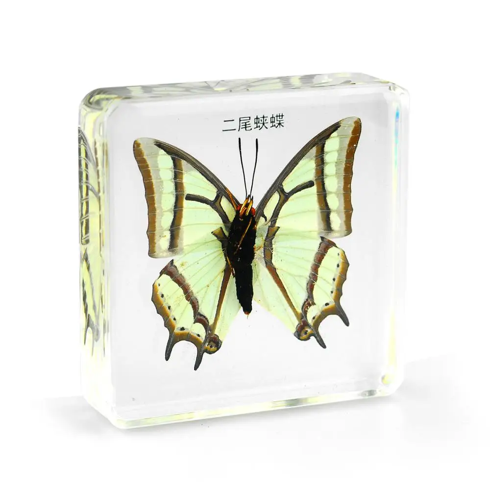 24 Styles Insect In Resin Specimen Butterfly Bugs Collection Paperweights,Real Bug Ocean Anima Specimen Bug Kit Preserved In Resin For Scientific