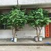 Customized decorative artificial ficus tree for public places decoration