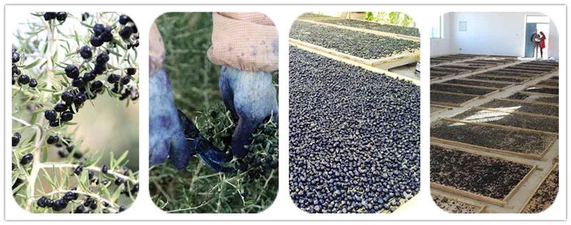 factory supply wholesale best price organic black goji