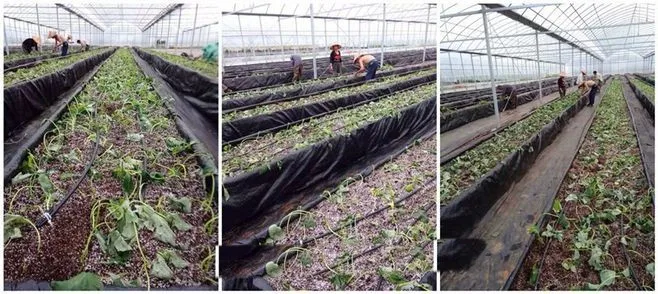 wind protecting sun shade netting