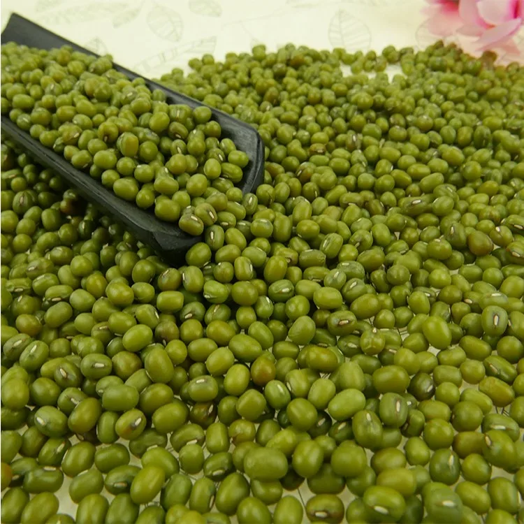Organic Sprouting green mung beans