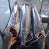 Fresh Type Red Marlin Whole Sale