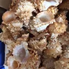 Collectible Natural Raw Spiral Conch Shell Crafts For Home Landscape Decor