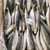 Frozen Bamboo fishl for canning, marking sale