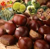 Chinese Chestnut Price Per Kg Mesh Bag Chestnuts