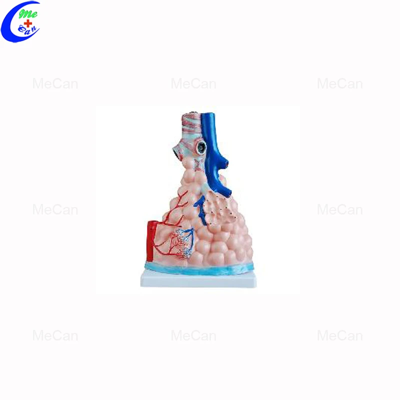 Magnified Pulmonary Alveoli Model