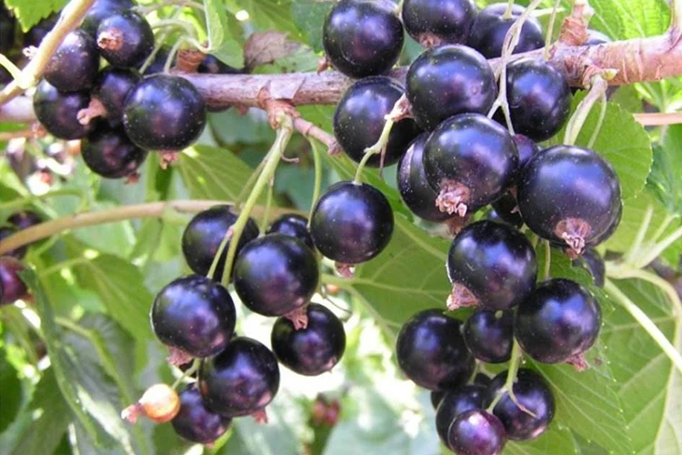 100% natural food additive organic freeze dried black currant