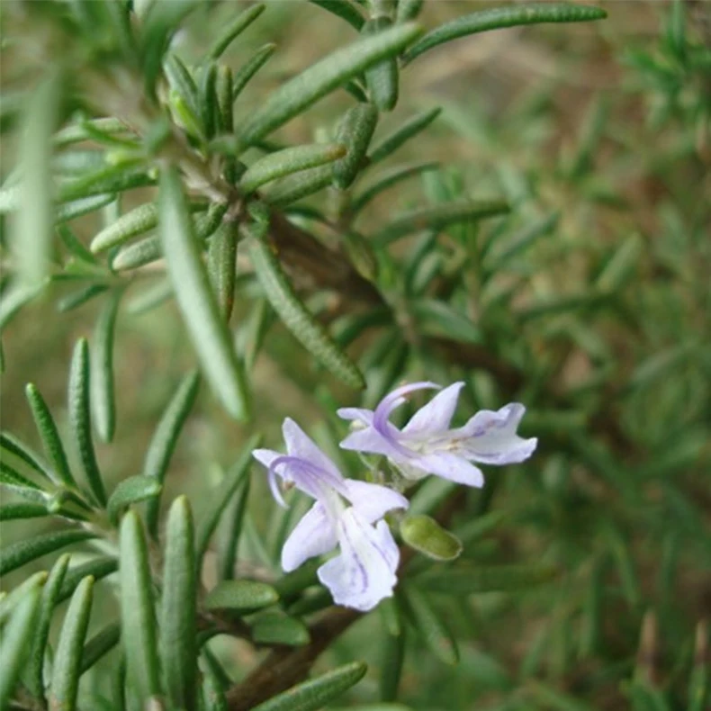 Rosemary 181214-5.jpg