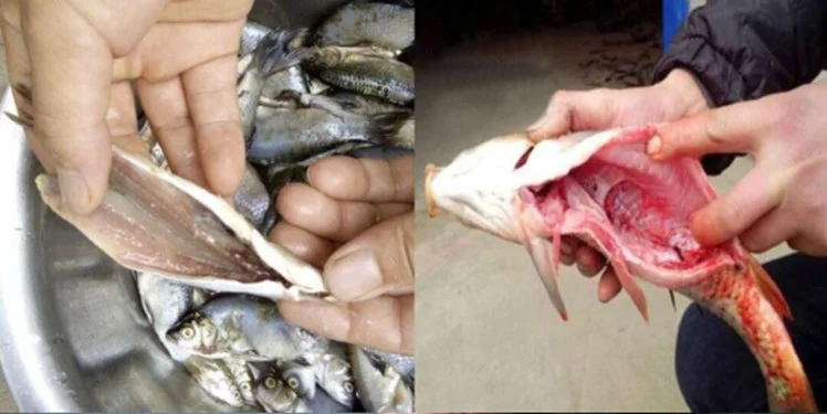 是 2 加工及鲢鱼,鲷鱼,草鱼,黑鲤,鲤鱼,鲑鱼,鸳鸯,鱼,鲈鱼,海鱼等鱼类