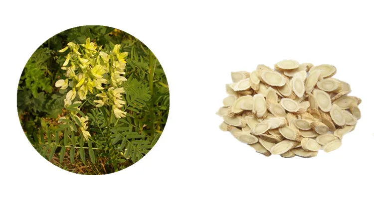 Astragalus Extract powder Latin Name Astragalus Membranaceus Active Ingredients Astragaloside IV Cycloastragenol and Astragalus Polysaccharide.