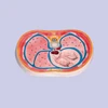 medical science subject and human anatomical type model /Cross section of thoracic cavity model