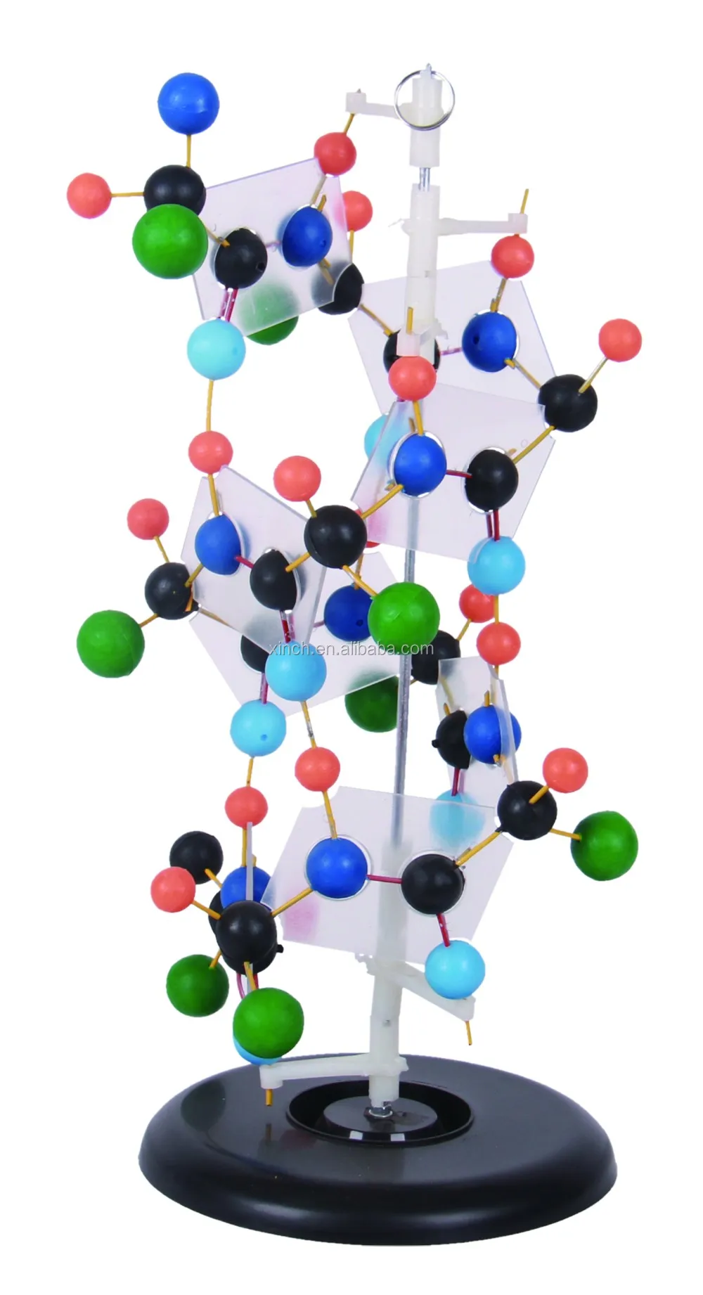 Protein Display Model For Biology Buy Protein Model Protein Display Model Protein Display Model For Biology Product On Alibaba Com