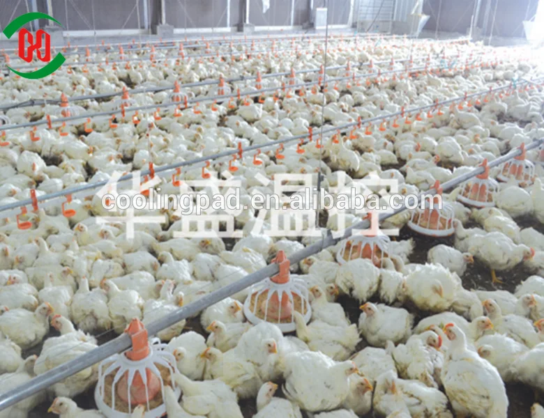 Automatic-Chicken-Feeding-Line-System.png