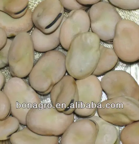 BROAD BEAN-3