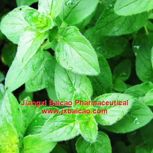 100 Natural Pure Oregano Essential Oil Contain Carvacrol And Thymol