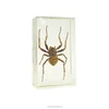 Acrylic Any Shape Block With Embedded Insects / Bugs Factory