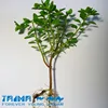 XIANTAIMA Supply High Quality Hand Picked Herba Euphorbia humifusa powder, Euphorbia Extract Powder
