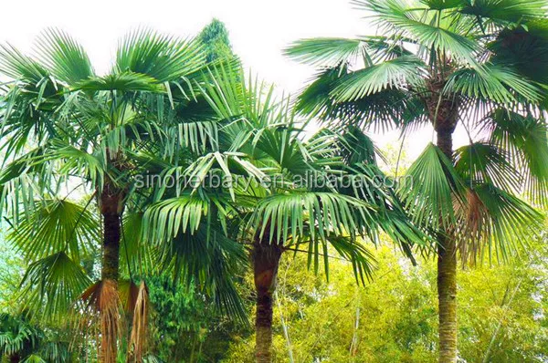 Тропический пляж девушка. Пальма имя женское. Девушка на пальме. Клара алонсо в купальнике. Дерево похожее на пальму.