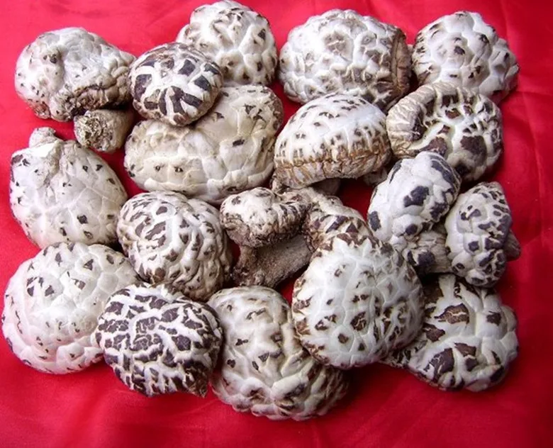 2015 新作物香菇,热销茶花蘑菇