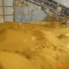 Animal Feed Corn Gluten Feed