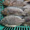 Chilled Black Tilapia Fish With Gutted and Scaled 350-550G