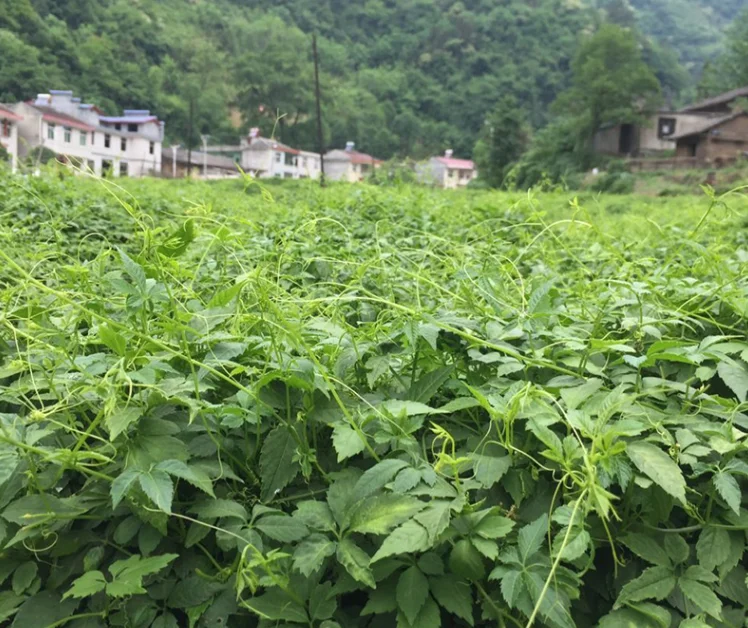 Gynostemma tea JiaoGuLan Herbal Tea Leaves - 4uTea | 4uTea.com