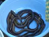 Live rice eel (white ricefield eel, Asian swamp eel)
