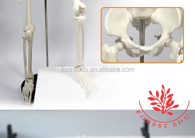 10 Anatomy skeleton.jpg