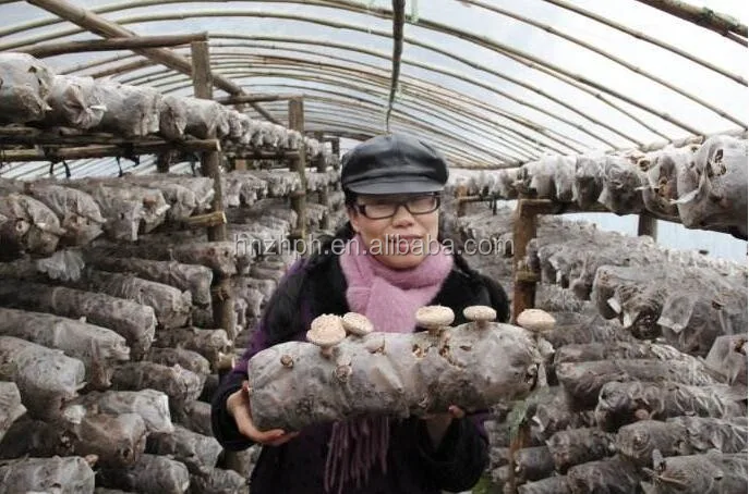 mushroom bagging machine.jpg